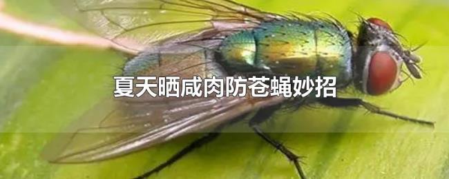夏天晒咸肉防苍蝇妙招 夏天晒咸肉防苍蝇妙招