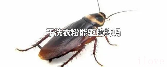 干洗衣粉能驱蟑螂吗