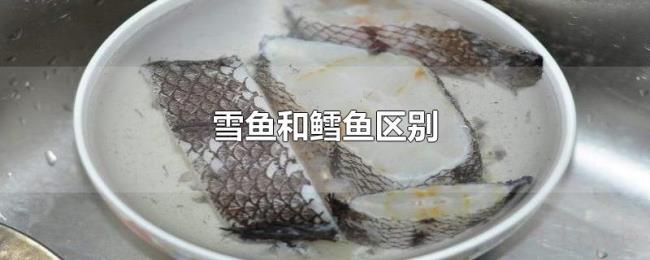 雪鱼和鳕鱼区别 雪鱼和鳕鱼区别