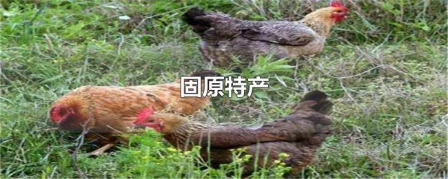固原特产