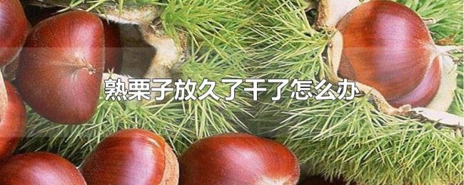 熟栗子放久了干了怎么办 熟栗子放久了干了怎么办
