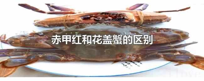 赤甲红和花盖蟹的区别