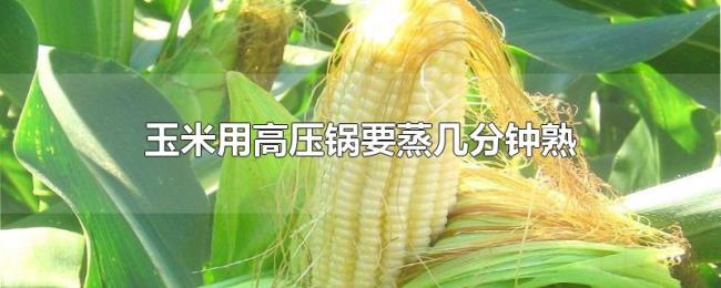 玉米用高压锅要蒸几分钟熟