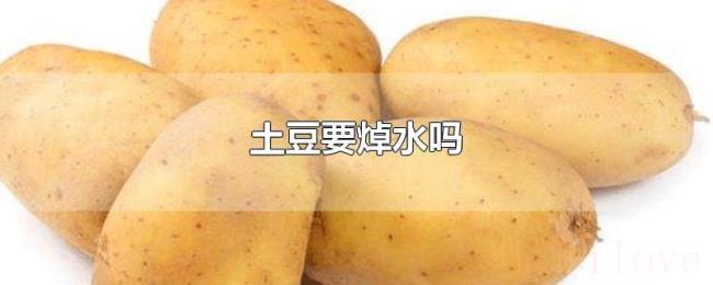土豆要焯水吗 土豆要焯水吗