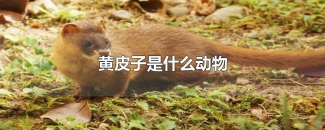 黄皮子是什么动物 黄皮子是什么动物