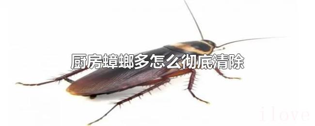 厨房蟑螂多怎么彻底清除