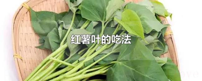 红薯叶的吃法 红薯叶的吃法