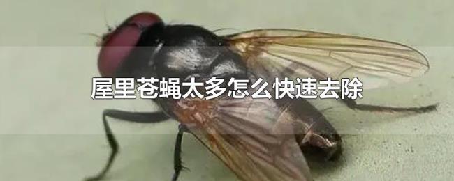 屋里苍蝇太多怎么快速去除 屋里苍蝇太多怎么快速去除