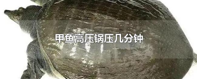甲鱼高压锅压几分钟 甲鱼高压锅压几分钟