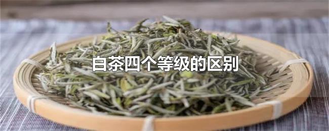 白茶四个等级的区别