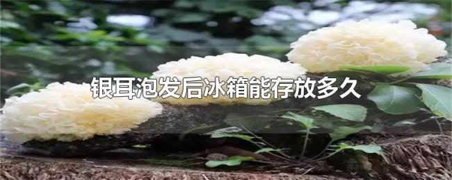 银耳泡发后冰箱能存放多久