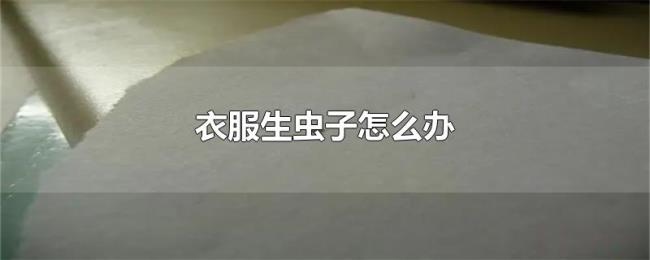 衣服生虫子怎么办