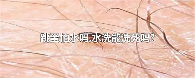 跳蚤怕水吗,水洗能洗死吗?