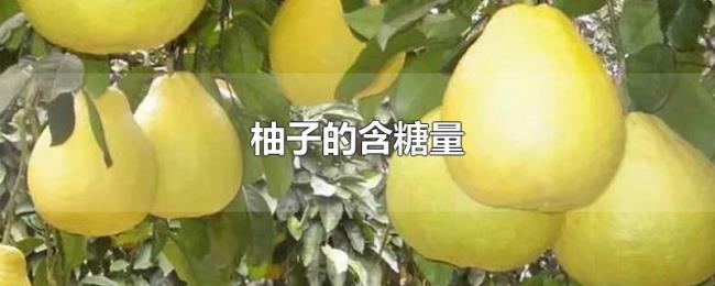 柚子的含糖量 柚子的含糖量