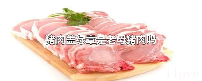 猪肉盖绿章是老母猪肉吗