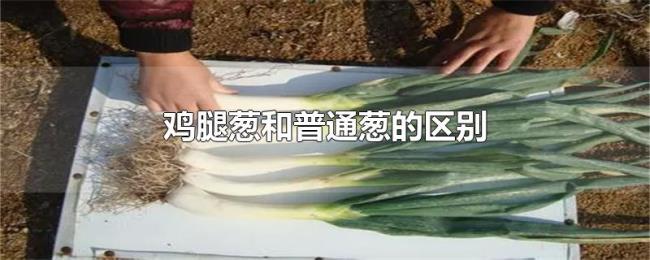 鸡腿葱和普通葱的区别