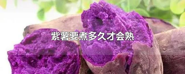 紫薯要煮多久才会熟