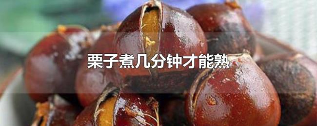 栗子煮几分钟才能熟 栗子煮几分钟才能熟