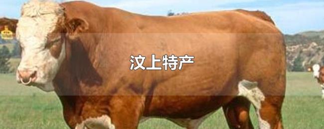 汶上特产 汶上特产