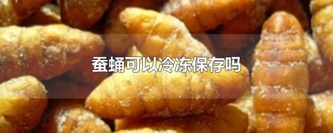蚕蛹可以冷冻保存吗 蚕蛹可以冷冻保存吗