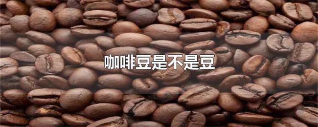 咖啡豆是不是豆
