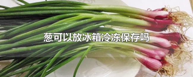 葱可以放冰箱冷冻保存吗 葱可以放冰箱冷冻保存吗