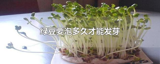绿豆要泡多久才能发芽 绿豆要泡多久才能发芽