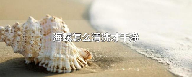 海螺怎么清洗才干净
