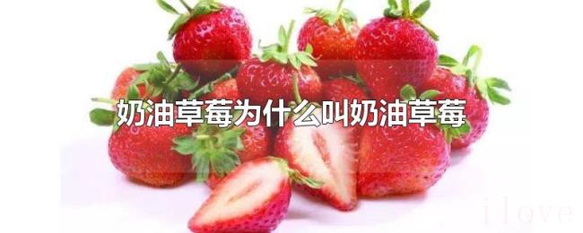 奶油草莓为什么叫奶油草莓 奶油草莓为什么叫奶油草莓