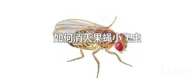 如何消灭果蝇小飞虫 如何消灭果蝇小飞虫
