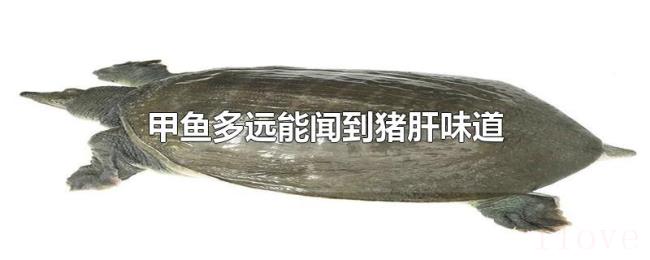 甲鱼多远能闻到猪肝味道