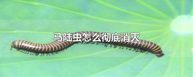 马陆虫怎么彻底消灭