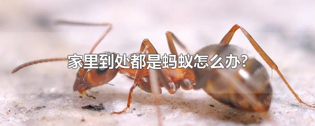 家里到处都是蚂蚁怎么办? 家里到处都是蚂蚁怎么办?