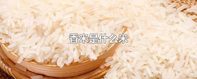 香米是什么米 香米是什么米