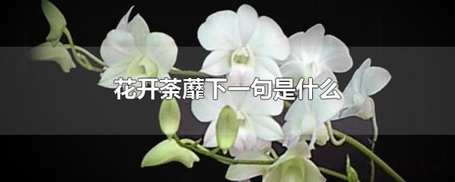花开荼蘼下一句是什么