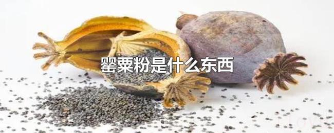 罂粟粉是什么东西 罂粟粉是什么东西
