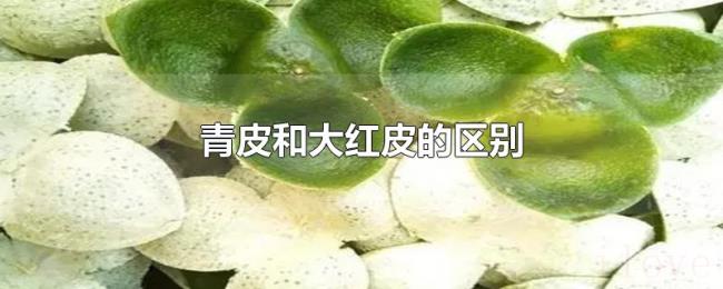 青皮和大红皮的区别 青皮和大红皮的区别