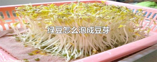 绿豆怎么泡成豆芽 绿豆怎么泡成豆芽