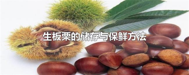 生板栗的储存与保鲜方法