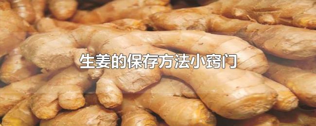 生姜的保存方法小窍门 生姜的保存方法小窍门