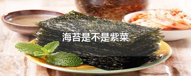 海苔是不是紫菜 海苔是不是紫菜