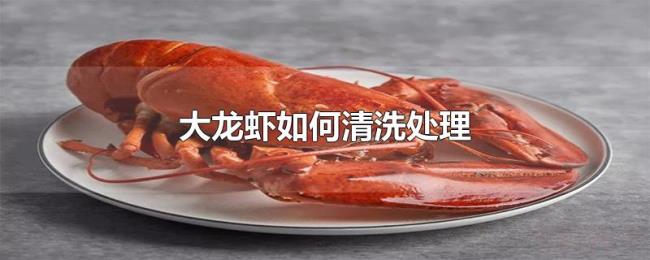 大龙虾如何清洗处理 大龙虾如何清洗处理