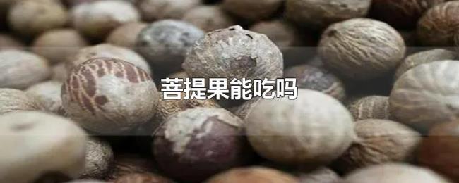 菩提果能吃吗