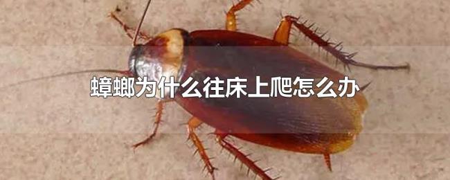 蟑螂为什么往床上爬怎么办