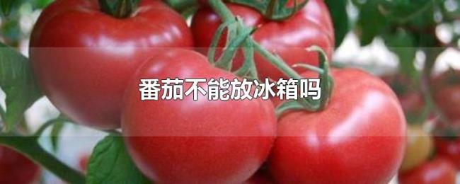 番茄不能放冰箱吗 番茄不能放冰箱吗