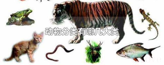 动物分类有哪几大类
