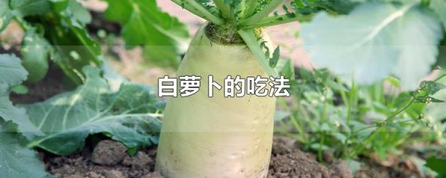 白萝卜的吃法