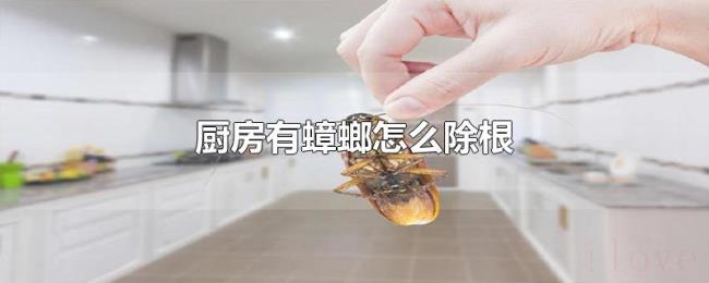 厨房有蟑螂怎么除根