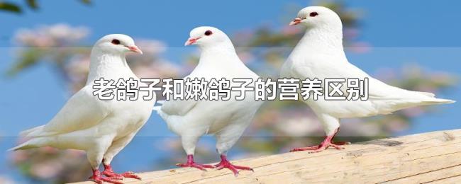 老鸽子和嫩鸽子的营养区别