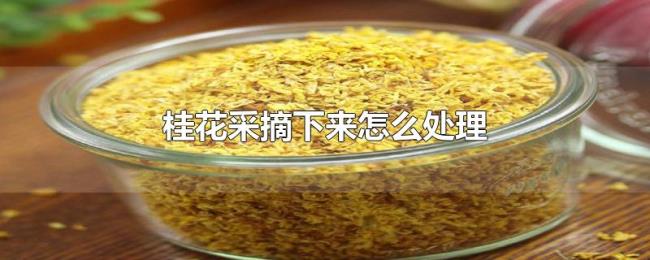桂花采摘下来怎么处理 桂花采摘下来怎么处理